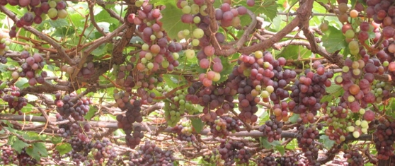 WGH Poetree, Thekkady